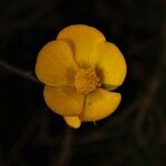 Eschscholzia lobbii Blüte