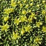 Azorella monantha Flower