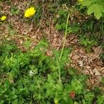 Ranunculus velutinus 整株植物