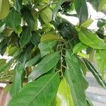 Trilepisium madagascariense Jani