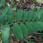 Polygonatum odoratumFrunză