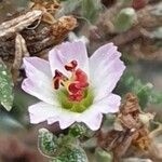 Frankenia ericifolia Flor