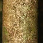 Oxandra asbeckii Corteza