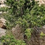 Juniperus procera ᱛᱟᱦᱮᱸ