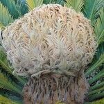 Cycas revoluta Flor