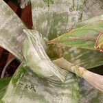 Aechmea fasciata Leaf