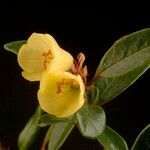 Rhododendron citrinum