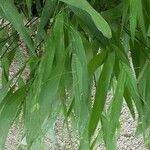 Chasmanthium latifolium Blatt