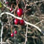 Crataegus laciniata Плод