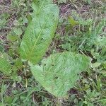 Rumex × acutus Leaf