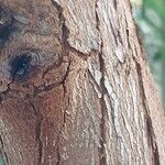 Eucalyptus camaldulensis Bark