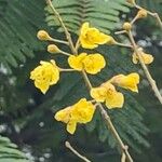 Peltophorum dubium Flor