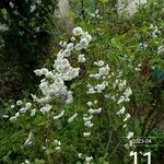 Spiraea prunifolia 花