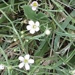 Petrorhagia saxifraga Цвят