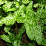 Arum italicum পাতা
