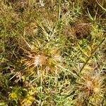 Galactites duriaei Fula