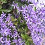 Petrea volubilis ফুল