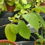 Combretum indicum Folha