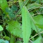 Myosotis arvensis Leaf