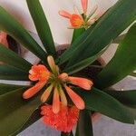 Clivia nobilisList