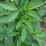 Medicago sativa Foglia
