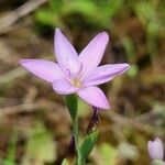 Hesperantha petitiana ফুল