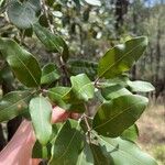 Syncarpia glomulifera Leaf