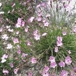 Dianthus subacaulis Habitus