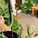Ceropegia linearis Λουλούδι