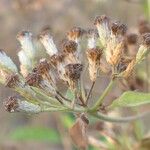 Chromolaena odorata Floare