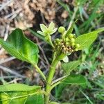 Stephanotis abyssinica Φύλλο
