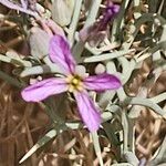 Zilla spinosa 花