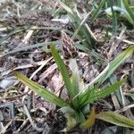 Plantago atrata Flower