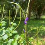 Stachytarpheta jamaicensis Çiçek