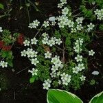 Saxifraga hypnoides Blomma