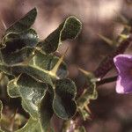 Solanum anguivi Folha