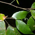 Licania hypoleuca Leaf