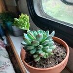 Echeveria colorataLeaf