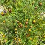 Trifolium spadiceum Flor