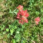 Castilleja parviflora Flor