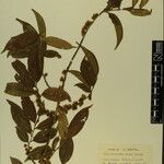 Eurya cerasifolia 其他