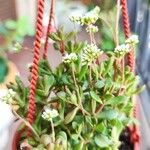 Crassula pubescens पत्ता