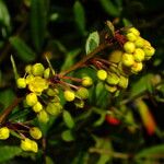 Berberis julianae Цвят