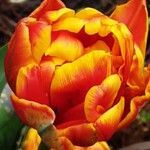 Tulipa agenensis Λουλούδι