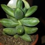 Pachyphytum compactum Liść