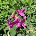 Lathyrus odoratusBlomst