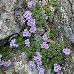 Petrocallis pyrenaica Flower