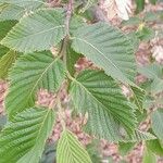 Ostrya carpinifolia Leaf