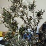 Baccharis paniculata Yaprak