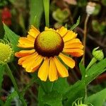 Helenium autumnale 花